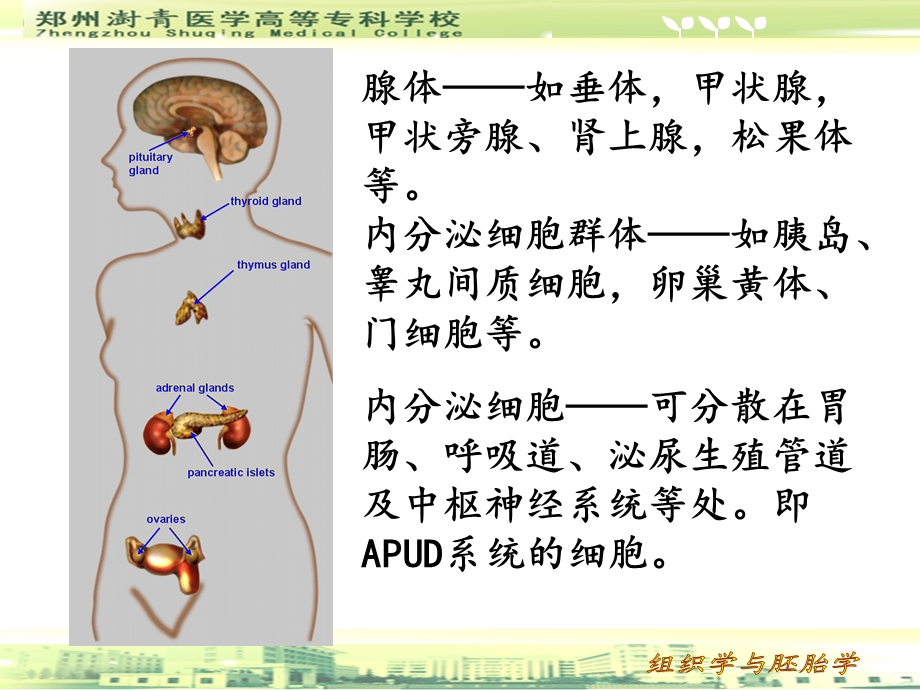 第八章内分泌系统课件.ppt_第2页