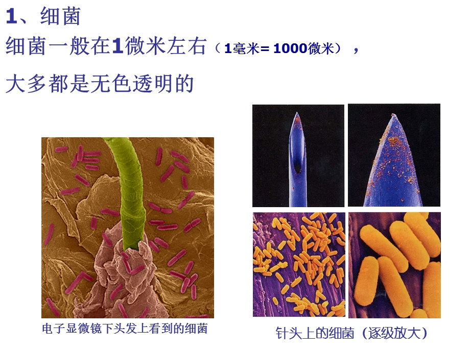 苏教版八年级上册第十四章第三节神奇的微生物课件.ppt_第3页