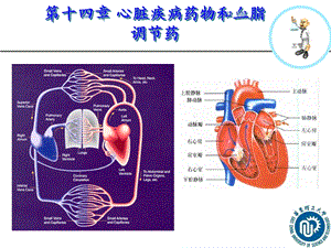 第十四章心脏疾病和血脂调节药2011课件.ppt