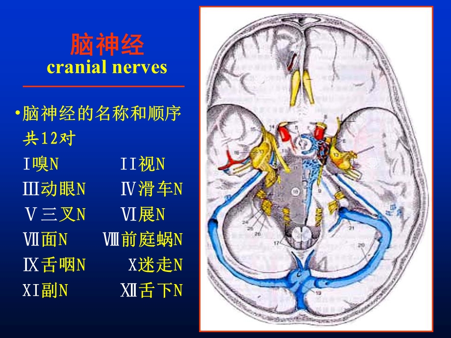 解剖第七课脑神经、脑干课件.ppt_第2页