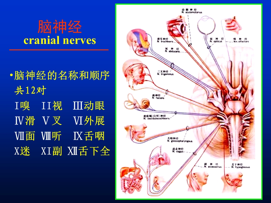 解剖第七课脑神经、脑干课件.ppt_第3页