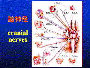 解剖第七课脑神经、脑干课件.ppt