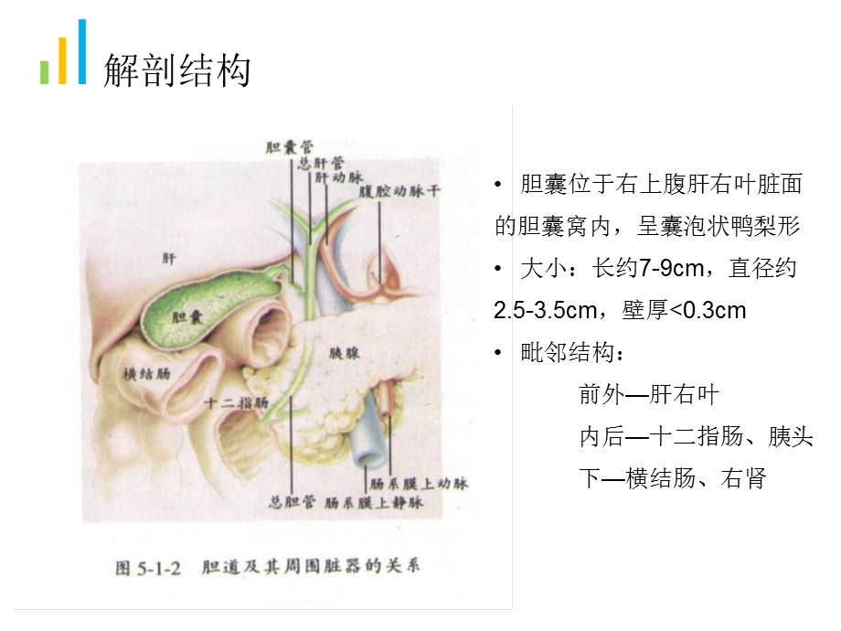 胆囊肿瘤性病变的超声诊断课件.ppt_第2页