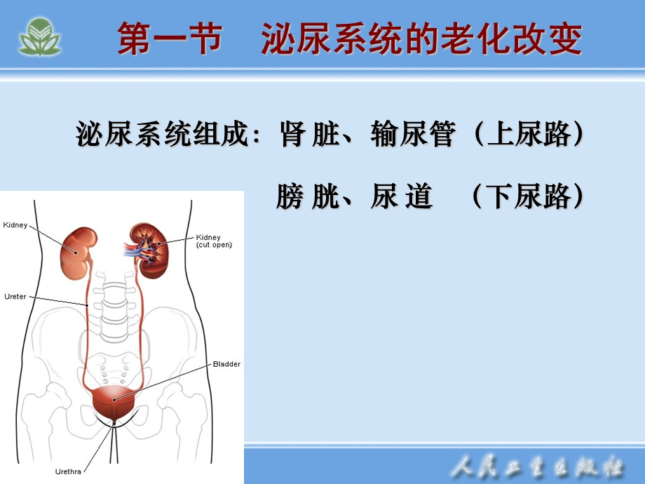 第九章 老年泌尿系统疾病护理课件.ppt_第3页