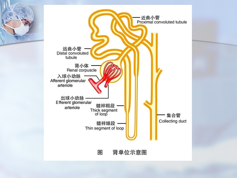 第二十三章利尿药和脱水药课件.ppt_第3页