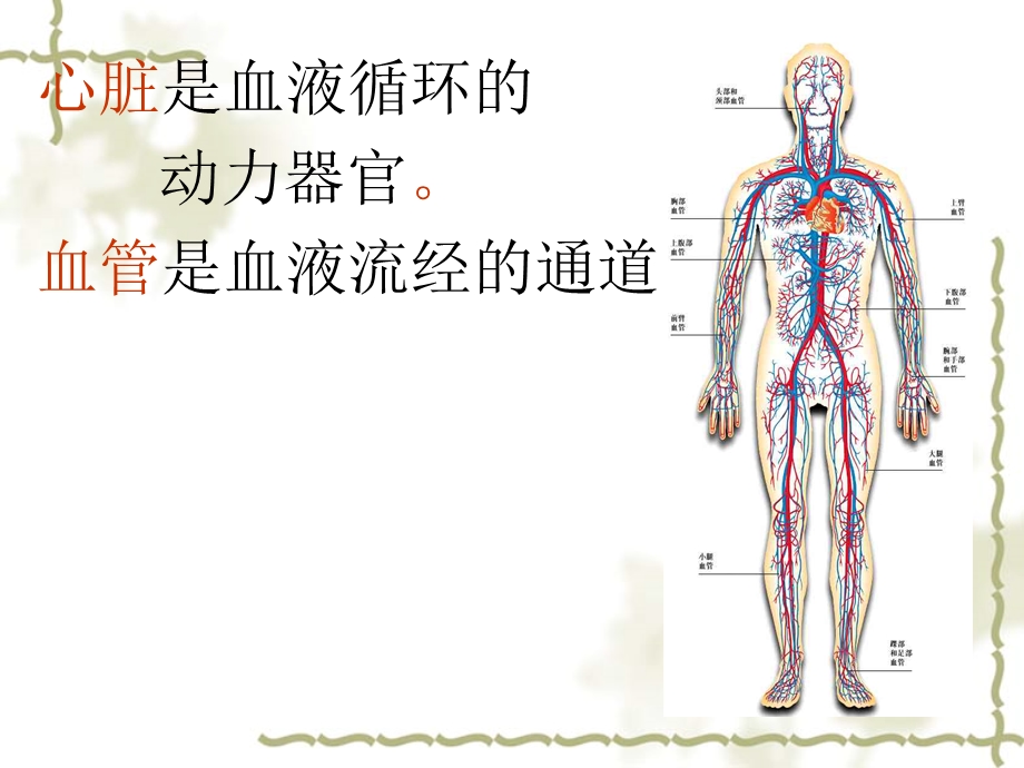 第三章第二节 物质运输的器官课件.ppt_第2页