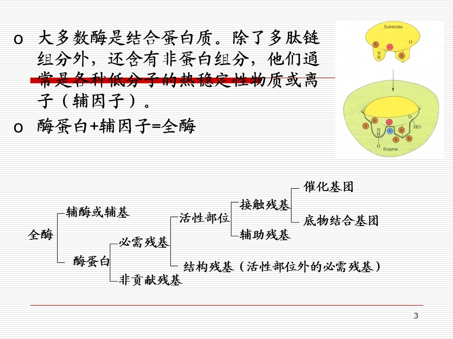 第六章生物催化剂的修饰与改造 ppt课件.ppt_第3页