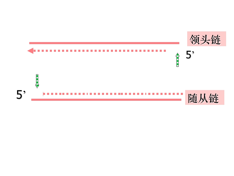 端粒和端粒酶课件.ppt_第2页