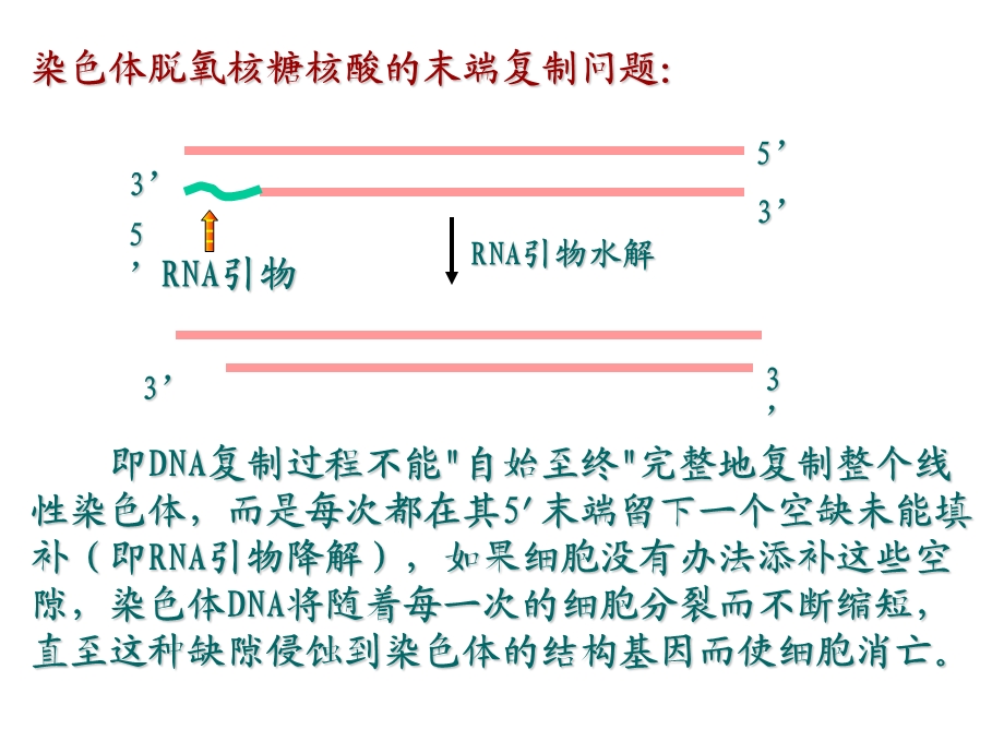 端粒和端粒酶课件.ppt_第3页