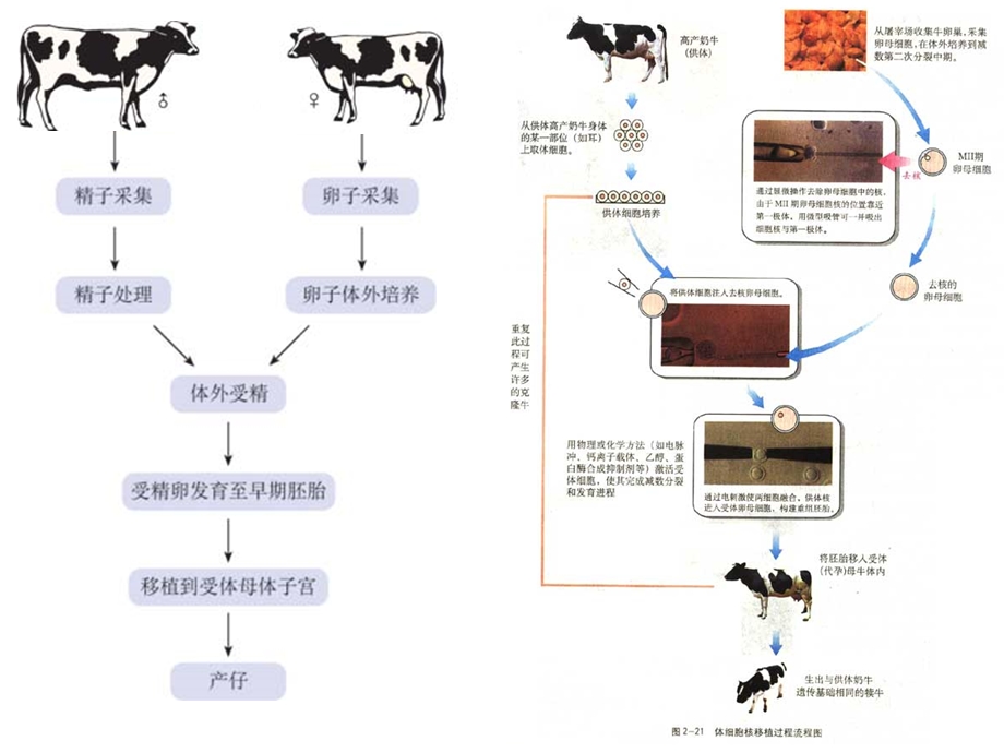 生物精彩ppt课件.ppt_第3页