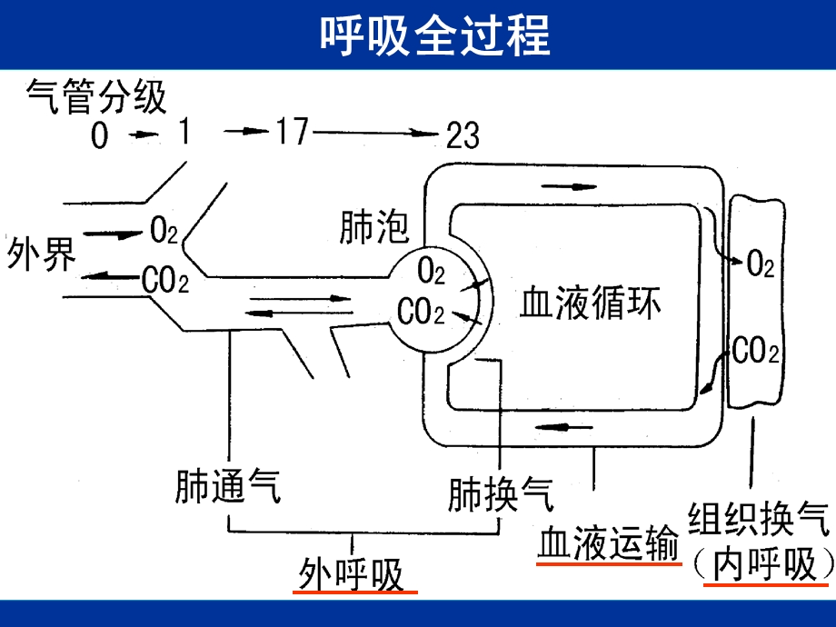 生理学呼吸课件.ppt_第2页