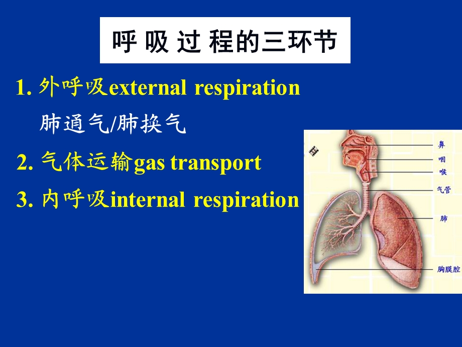 生理学呼吸课件.ppt_第3页