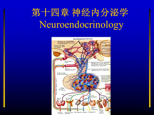 神经内分泌学课件.ppt