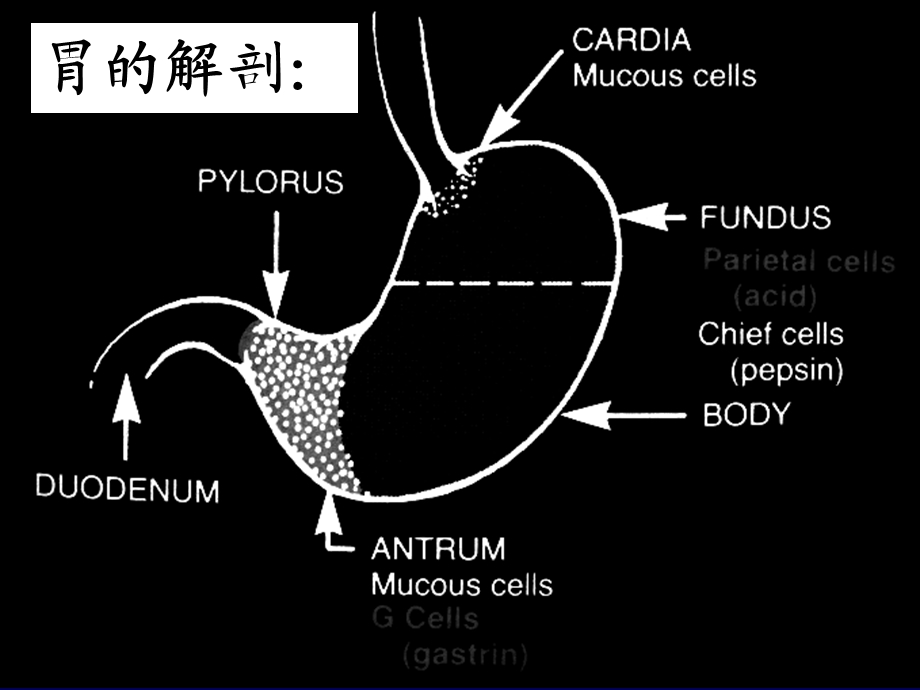 胃肠道疾病课件.ppt_第3页