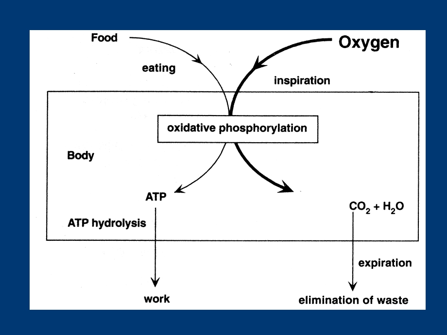 生理学 第五章 呼吸系统课件.ppt_第3页