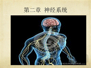 第二章 神经系统课件.pptx