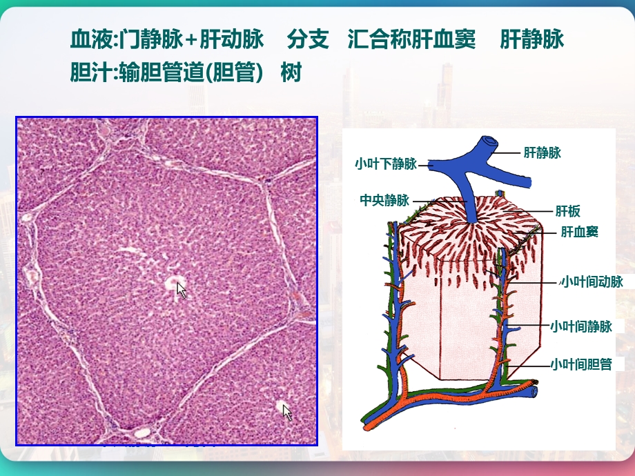 胆道疾病及其护理胰腺炎课件.pptx_第2页