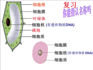 第二节细菌课件.ppt