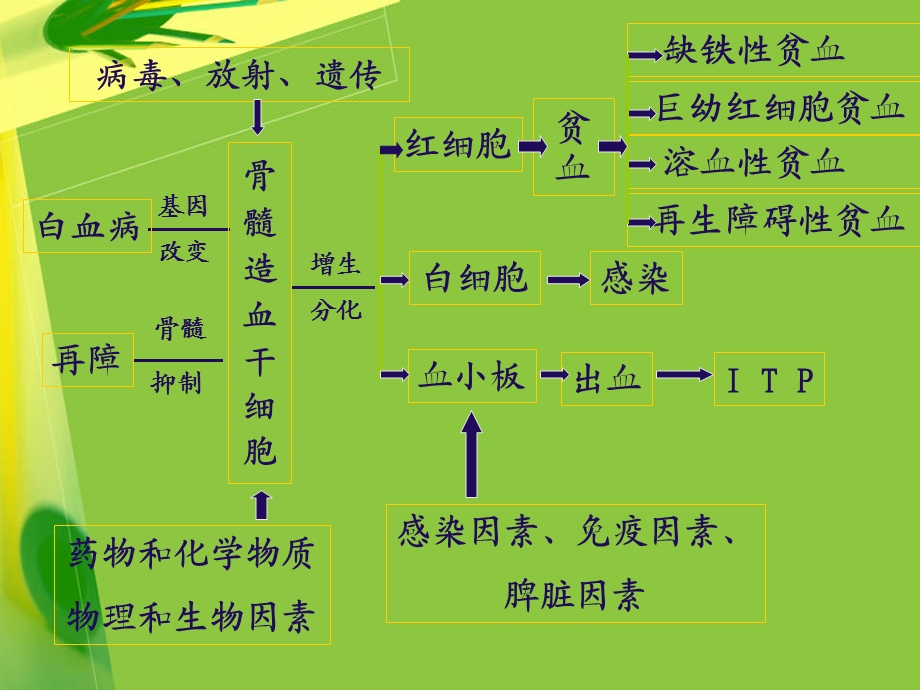 红细胞的分化课件.ppt_第3页