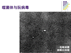 第八讲 噬菌体与阮病毒课件.ppt