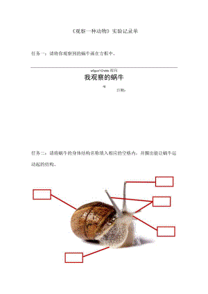 小学科学 教科版 一年级 观察一种动物 实验记录单.docx