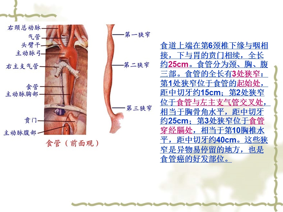 食道癌护理常规 肠内营养护理常规课件.ppt_第2页