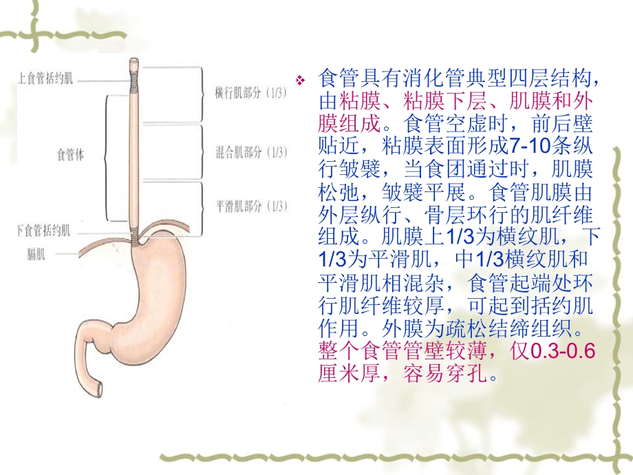 食道癌护理常规 肠内营养护理常规课件.ppt_第3页