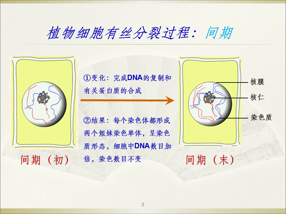 减数分裂完整课件.ppt_第2页