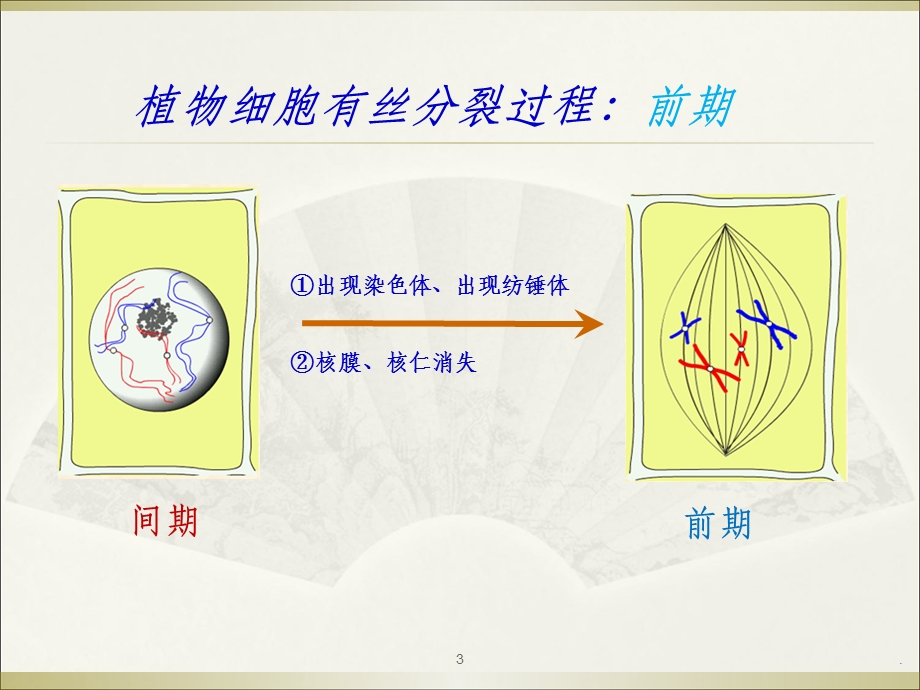 减数分裂完整课件.ppt_第3页