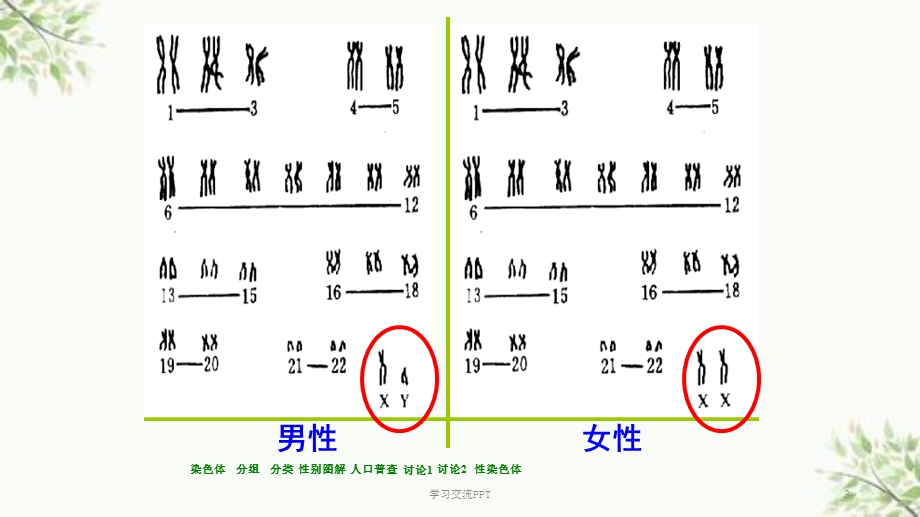 伴性遗传和人类遗传病ppt课件.ppt_第3页