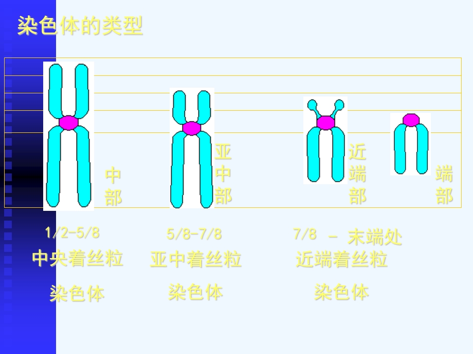 人染色体与染色体病课件.ppt_第3页