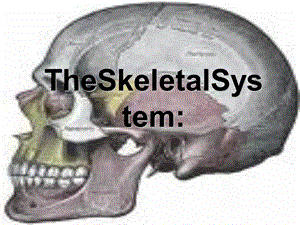 人体解剖生理学骨骼系统课件.ppt