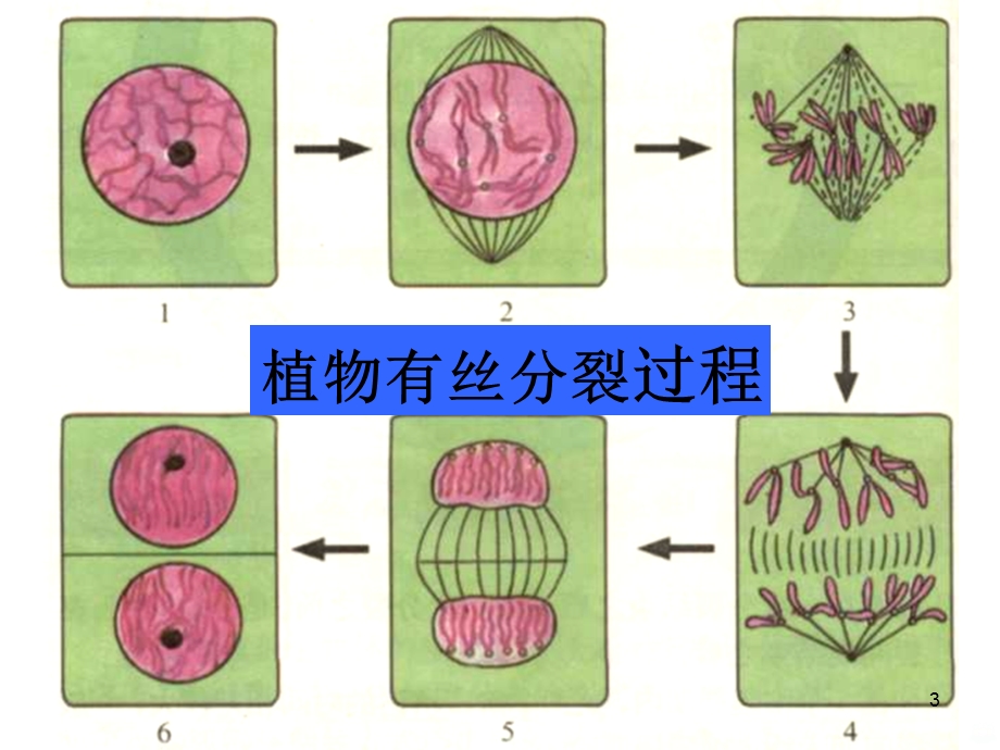 减数分裂和精子的形成过程课件.ppt_第3页