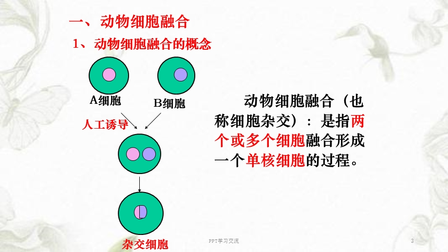 动物细胞融合与单克隆抗体课件.ppt_第3页