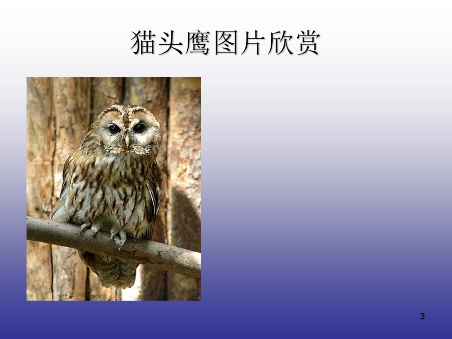 儿童画课件.ppt_第3页