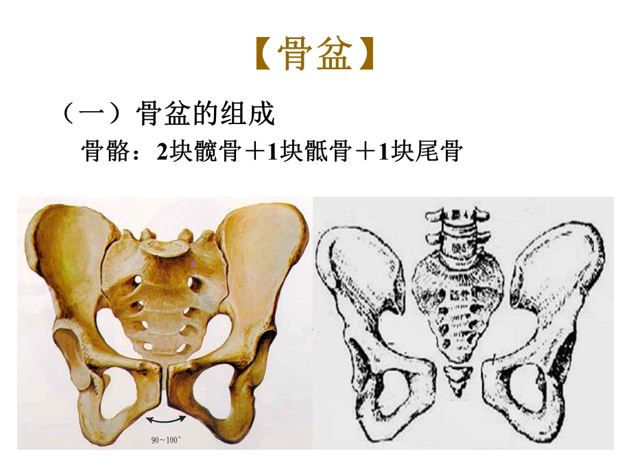 骨盆、正常产程、课件.ppt_第1页