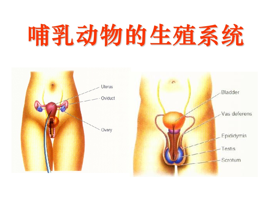 发育生物学哺乳动物的生殖系统课件.ppt_第1页