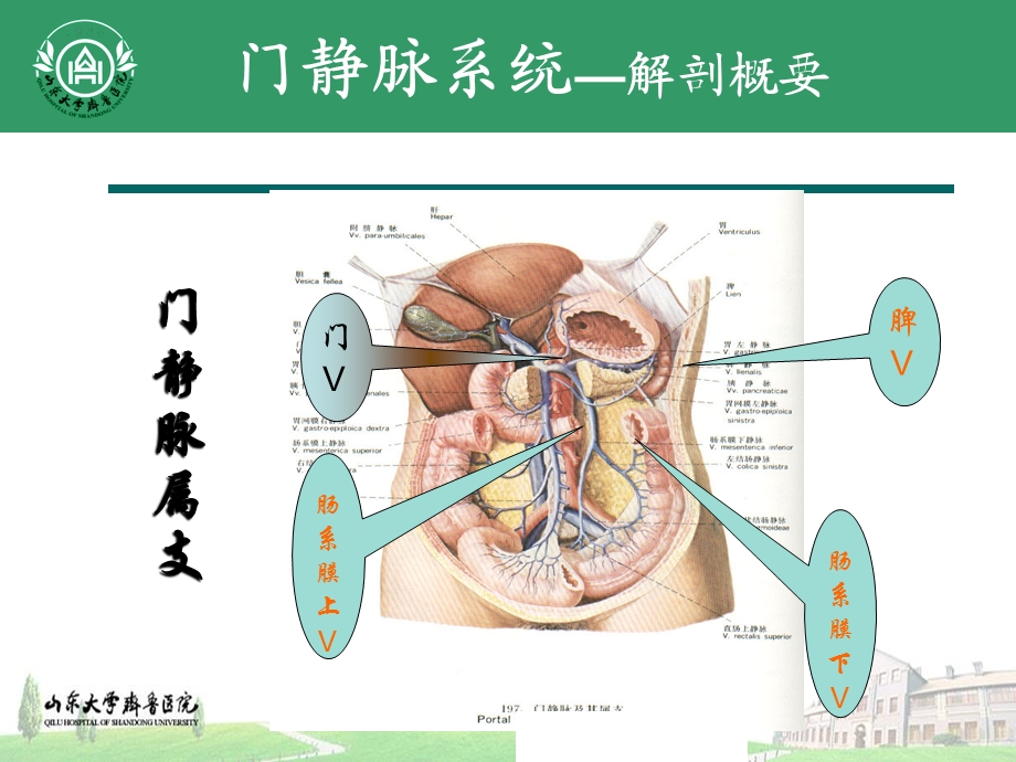 门脉系统解剖及门脉高压病理生理课件.pptx_第3页