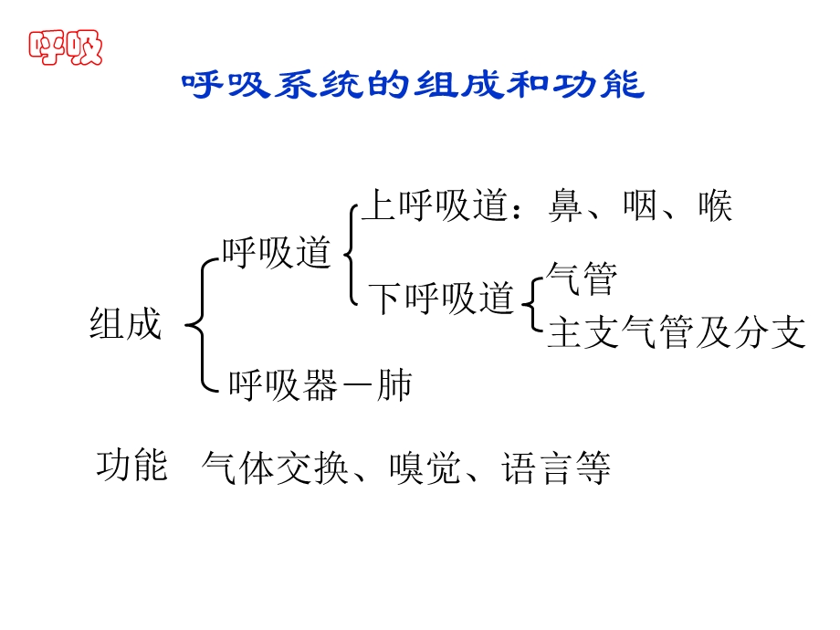 人体解剖学呼吸系统课件.pptx_第2页