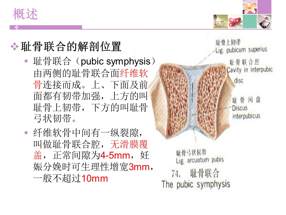 产科耻骨联合分离课件.ppt_第3页