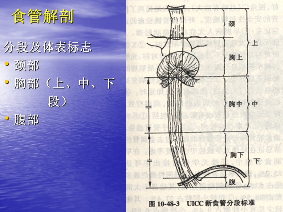 食管癌实习生讲课课件.ppt_第3页