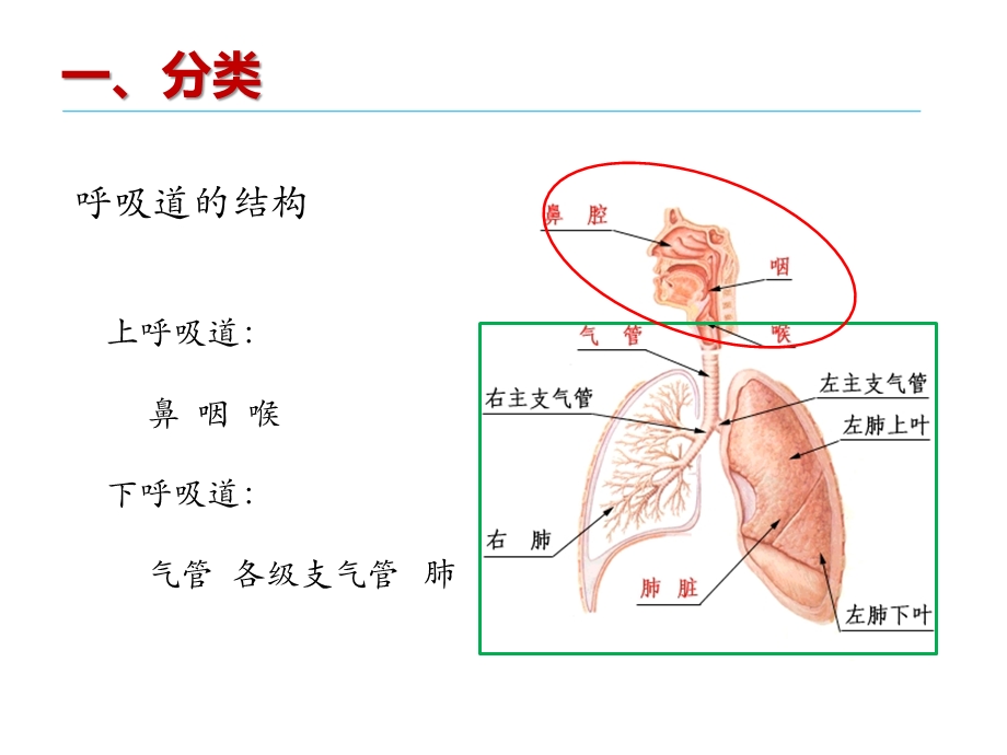 呼吸道感染的抗病毒治疗课件.pptx_第3页