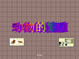 动物的繁殖课件.ppt