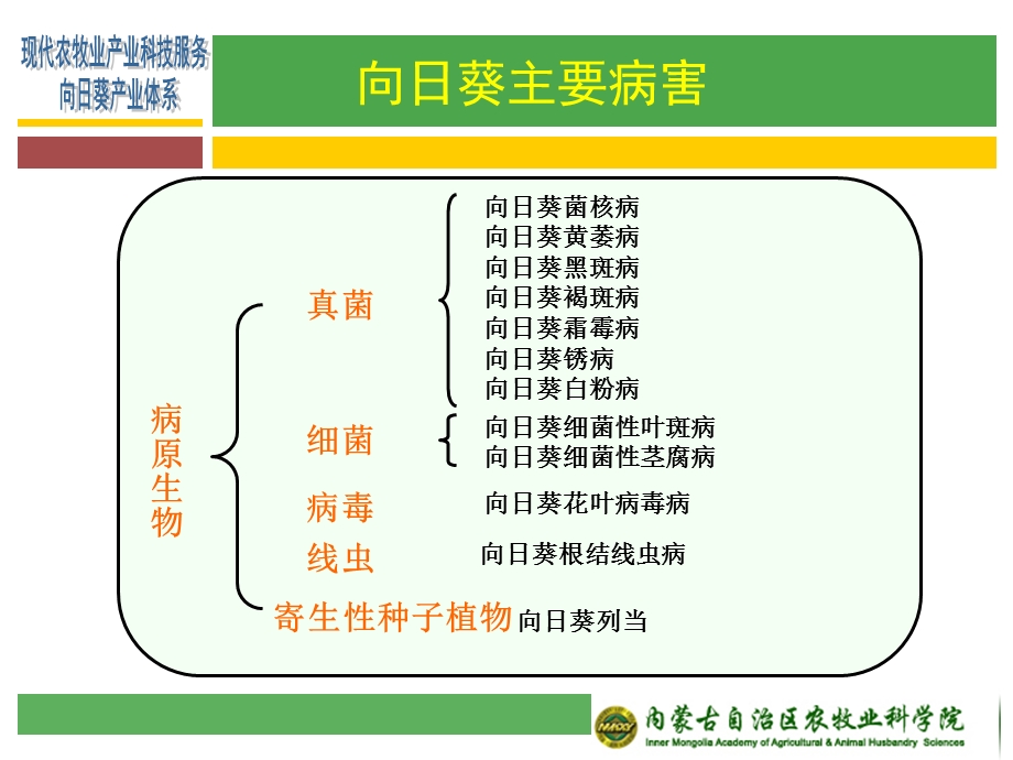 向日葵主要病害识别及防控技术课件.ppt_第3页