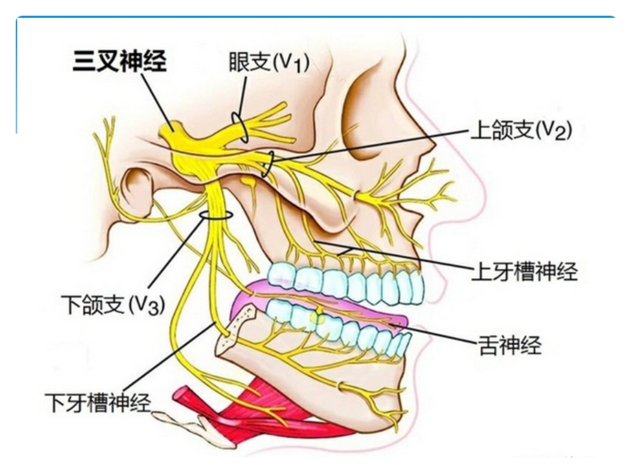 口腔实用解剖图解课件.ppt_第3页