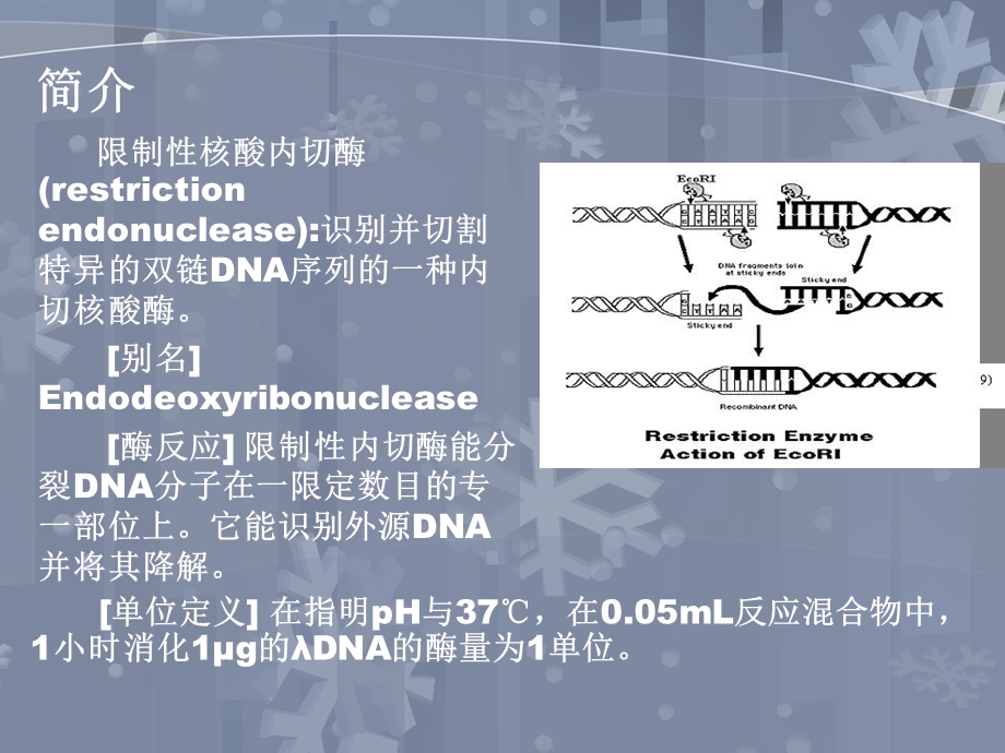 限制性内切酶 解析课件.ppt_第2页