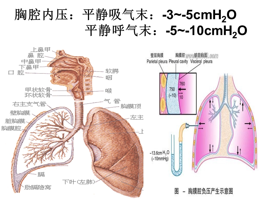 内科护理学气胸演示ppt课件.ppt_第2页