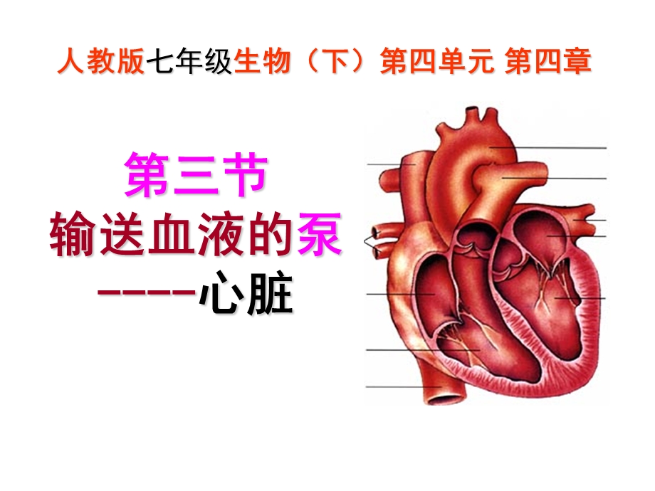 输送血液的泵心脏课件.ppt_第1页