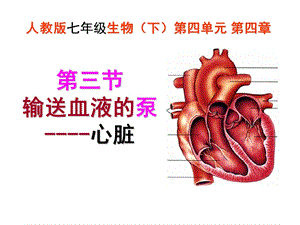 输送血液的泵心脏课件.ppt