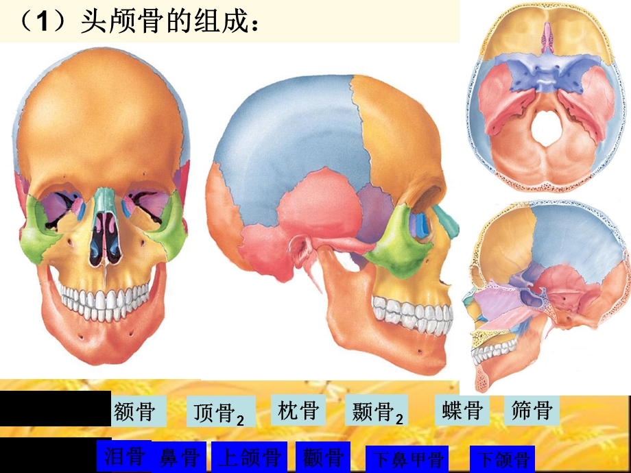 人体解剖学之人体解剖图课件.ppt_第1页